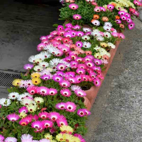 livingstone-daisy-seeds-3