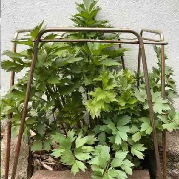 lovage-seeds-9 lovage-seeds-9