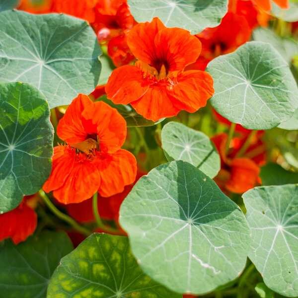 nasturtium-empress-of-india-seeds-2 nasturtium-empress-of-india-seeds-2
