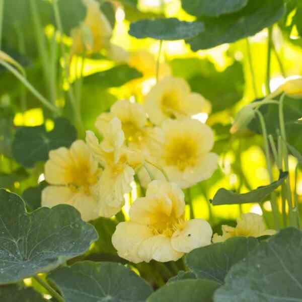nasturtium-yeti-cream-seeds-1 nasturtium-yeti-cream-seeds-1