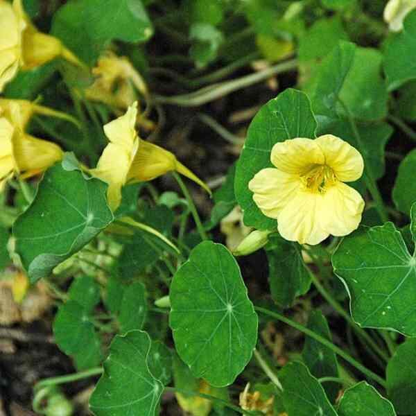 nasturtium-yeti-cream-seeds-2 nasturtium-yeti-cream-seeds-2