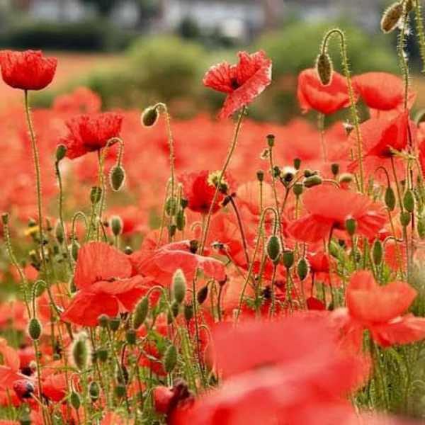 poppy-flanders-seeds-1 poppy-flanders-seeds-1