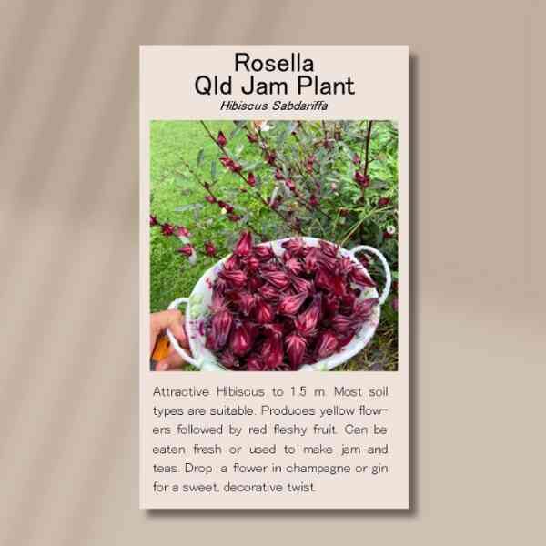 rosella-front-side rosella-front-side