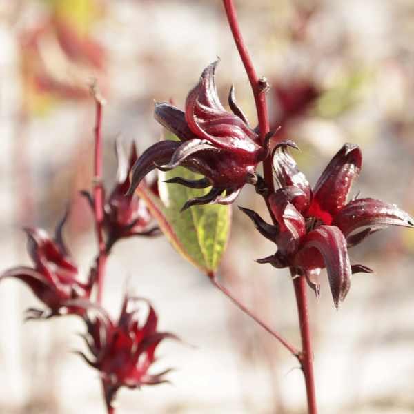 rosella-seed-3 rosella-seed-3