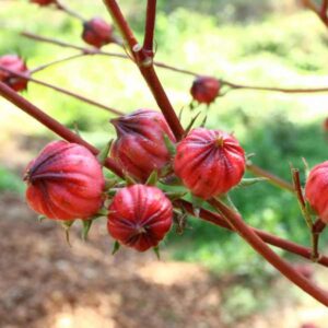 Rosella