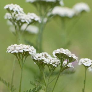 Yarrow