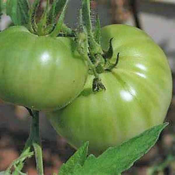 aunty-ruby-green=tomato (1) aunty-ruby-green=tomato (1)