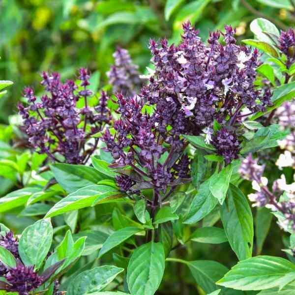 basil-cinnamon-seeds-2 basil-cinnamon-seeds-2