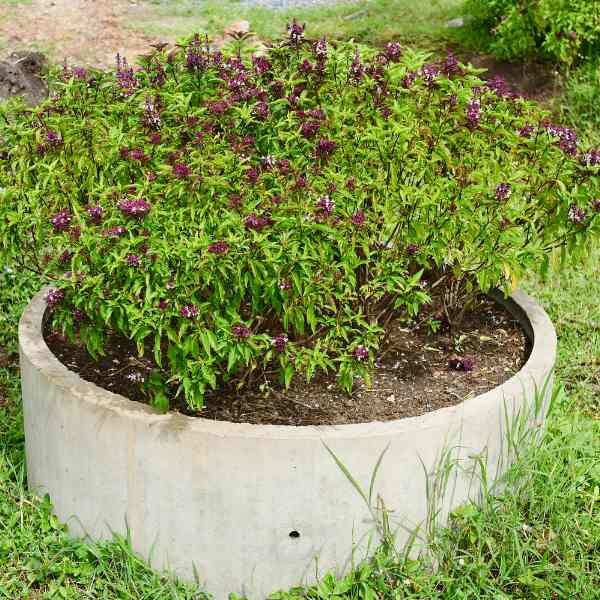 basil-cinnamon-seeds-3 basil-cinnamon-seeds-3