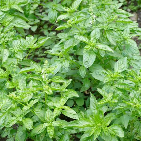 basil-genovese-seeds-3 basil-genovese-seeds-3