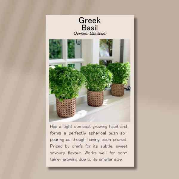 basil-greek-front=2 basil-greek-front=2