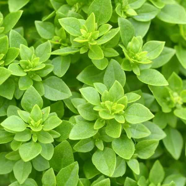 basil-greek-seeds-1 basil-greek-seeds-1