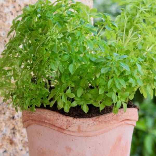 basil-greek-seeds basil-greek-seeds