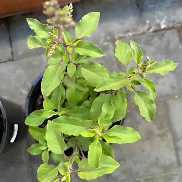 basil-holy-green-seeds-1 basil-holy-green-seeds-1