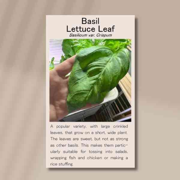 basil-lettuce-front-1 basil-lettuce-front-1