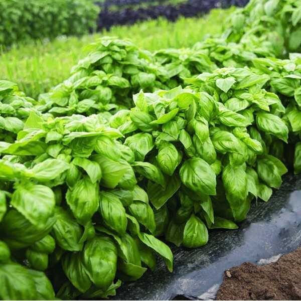 basil-lettuce-leaf-seeds-2 basil-lettuce-leaf-seeds-2