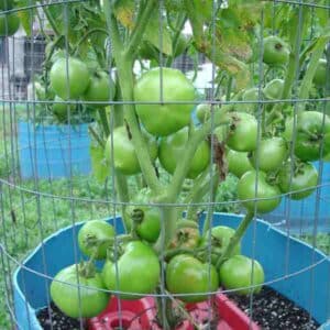 beafsteak-tomato-aunty-rubys-green-1