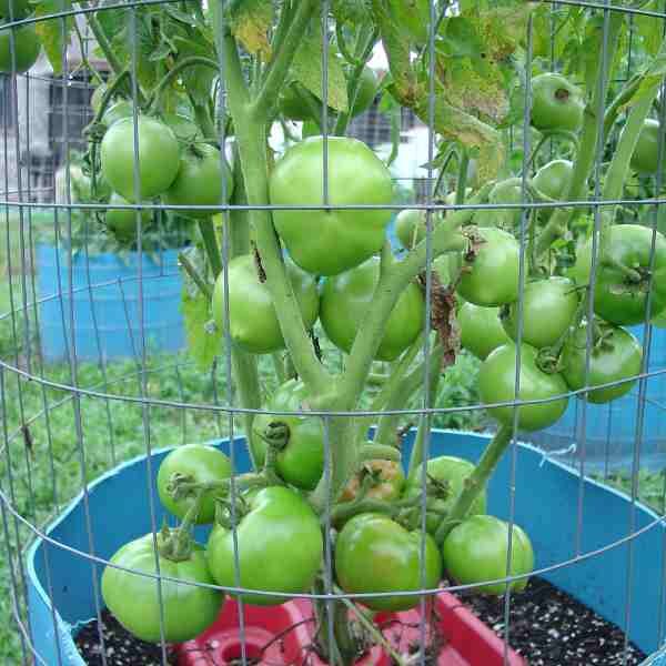 beafsteak-tomato-aunty-rubys-green-1 beafsteak-tomato-aunty-rubys-green-1