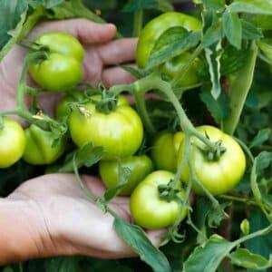 Tomato Aunt Ruby's Green