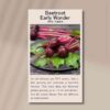 beetroot-early-wonder-front-2
