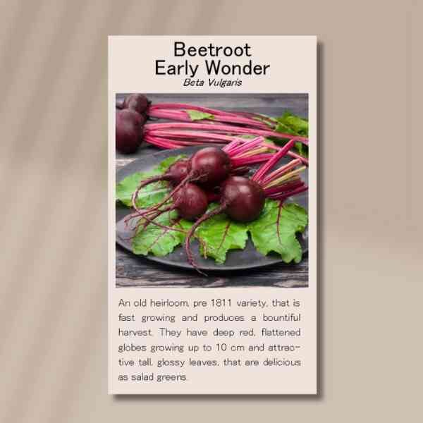 beetroot-early-wonder-front-2 beetroot-early-wonder-front-2