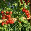 cherry-tomato-cherry-cocktail-seeds-1