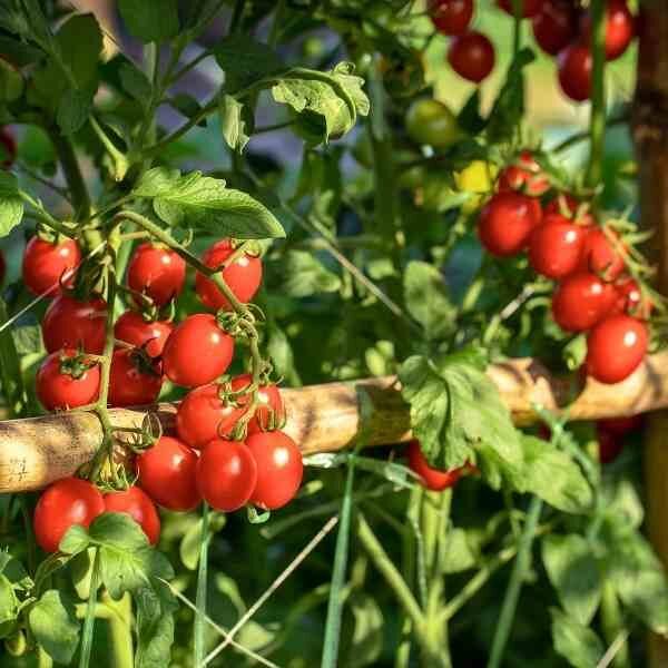 cherry-tomato-cherry-cocktail-seeds-1 cherry-tomato-cherry-cocktail-seeds-1
