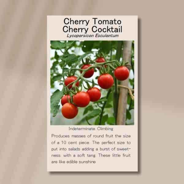 cherry-tomato-cocktail-seeds-front cherry-tomato-cocktail-seeds-front