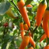 chilli-bulgarian-carrot-seeds-1