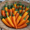 chilli-bulgarian-carrot-seeds-3