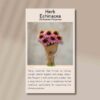 echinacea-front