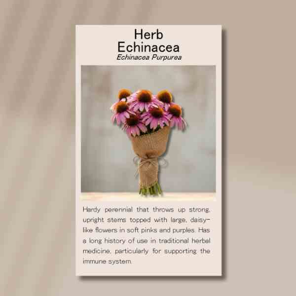 echinacea-front echinacea-front