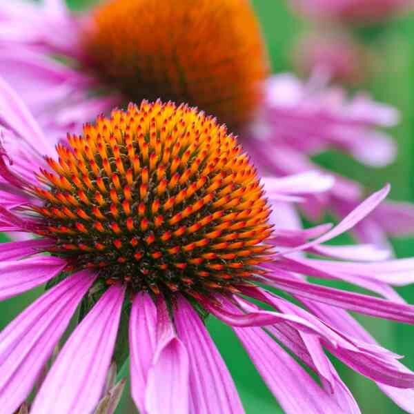 echinacea-seeds-2 echinacea-seeds-2