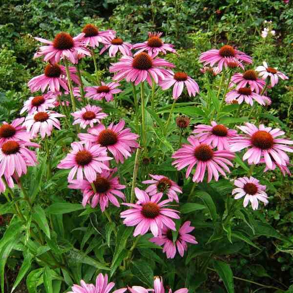 echinacea-seeds-4 echinacea-seeds-4