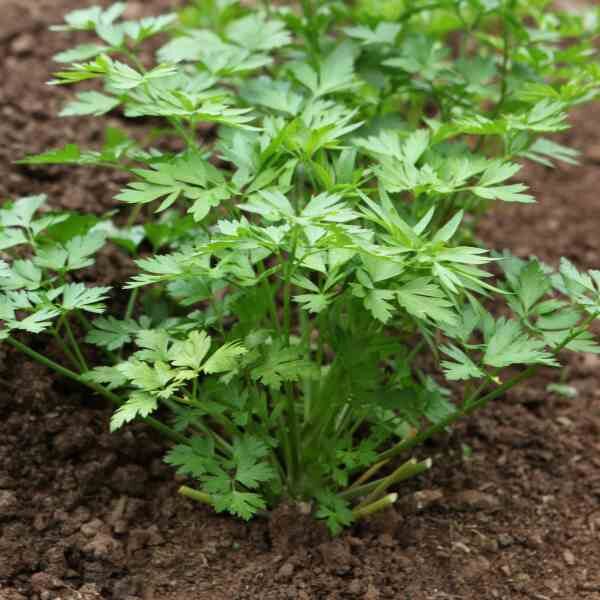 flat-leaf-parsley-seeds-1 flat-leaf-parsley-seeds-1