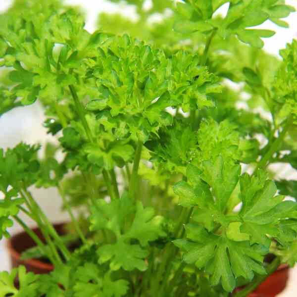 flat-leaf-parsley-seeds-3 flat-leaf-parsley-seeds-3