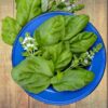 herb-basil-lettuce-leaf-seeds-6