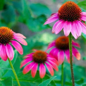 Echinacea