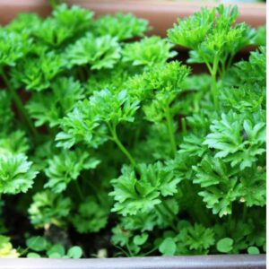 Parsley