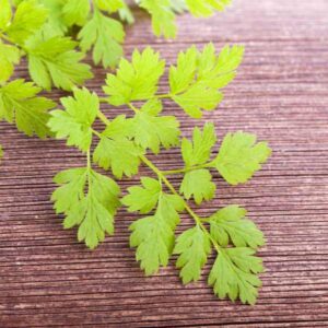 Chervil