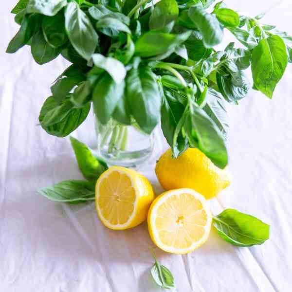 lemon-basil-seeds-1 lemon-basil-seeds-1