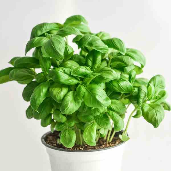 lemon-basil-seeds-2 lemon-basil-seeds-2