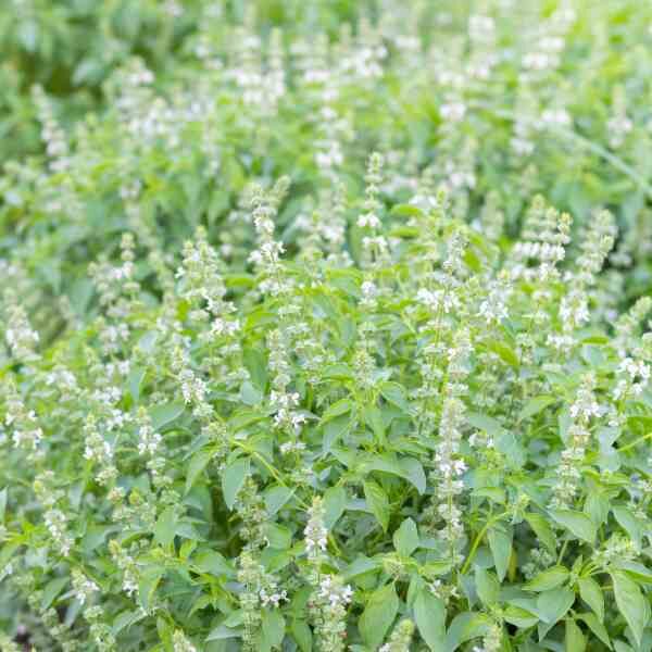 lemon-basil-seeds-3 lemon-basil-seeds-3