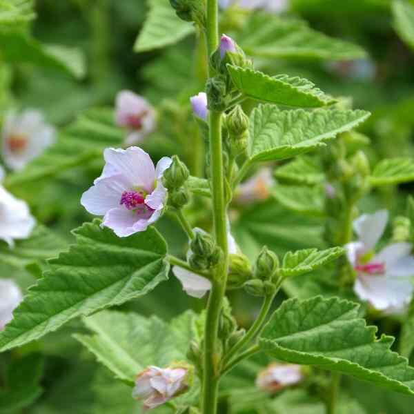 marshmallow-seeds-2 marshmallow-seeds-2