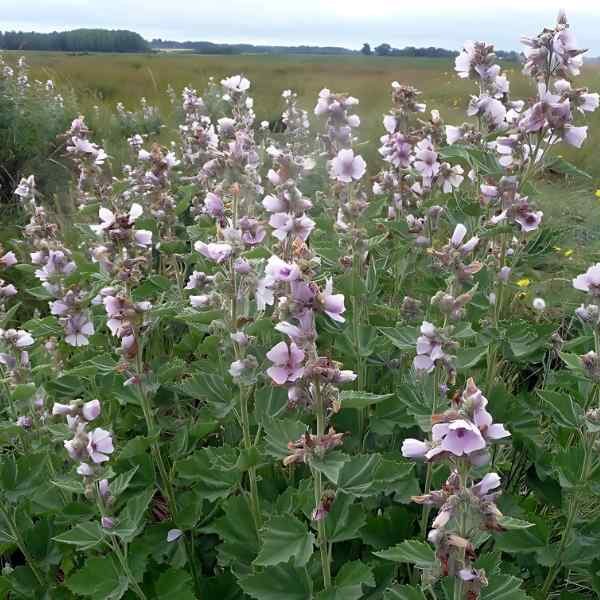 marshmallow-seeds-3 marshmallow-seeds-3