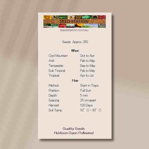 parsley-giant-of-italy-back parsley-giant-of-italy-back