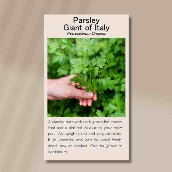 parsley-giant-of-italy-front parsley-giant-of-italy-front