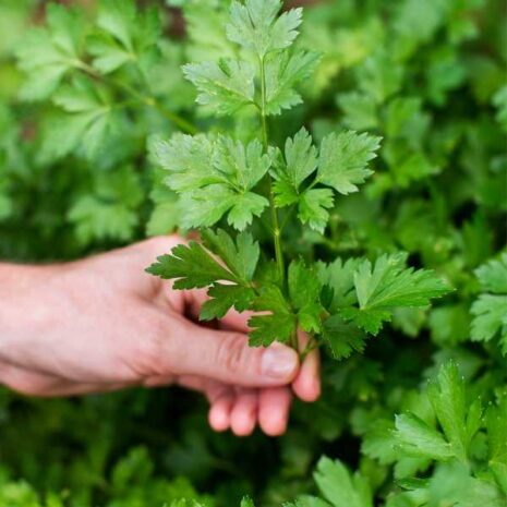 parsley-giant-of-italy-seeds