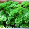 parsley giant of italy plant