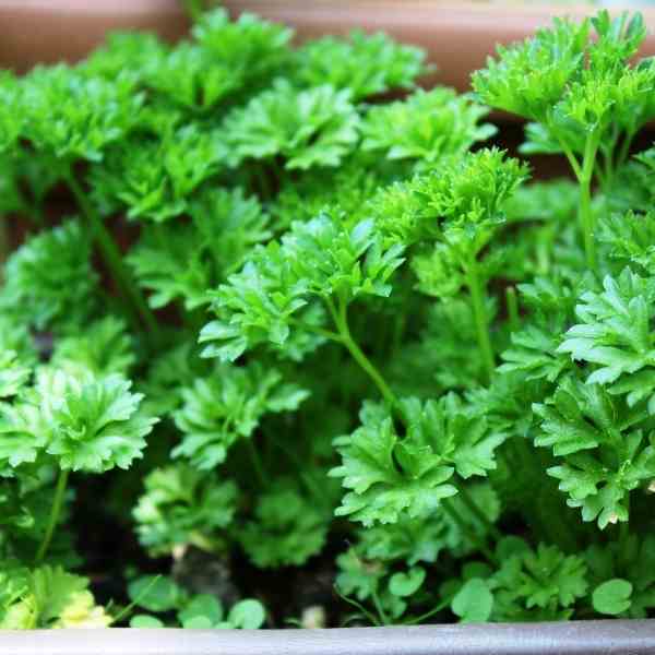 parsley giant of italy plant